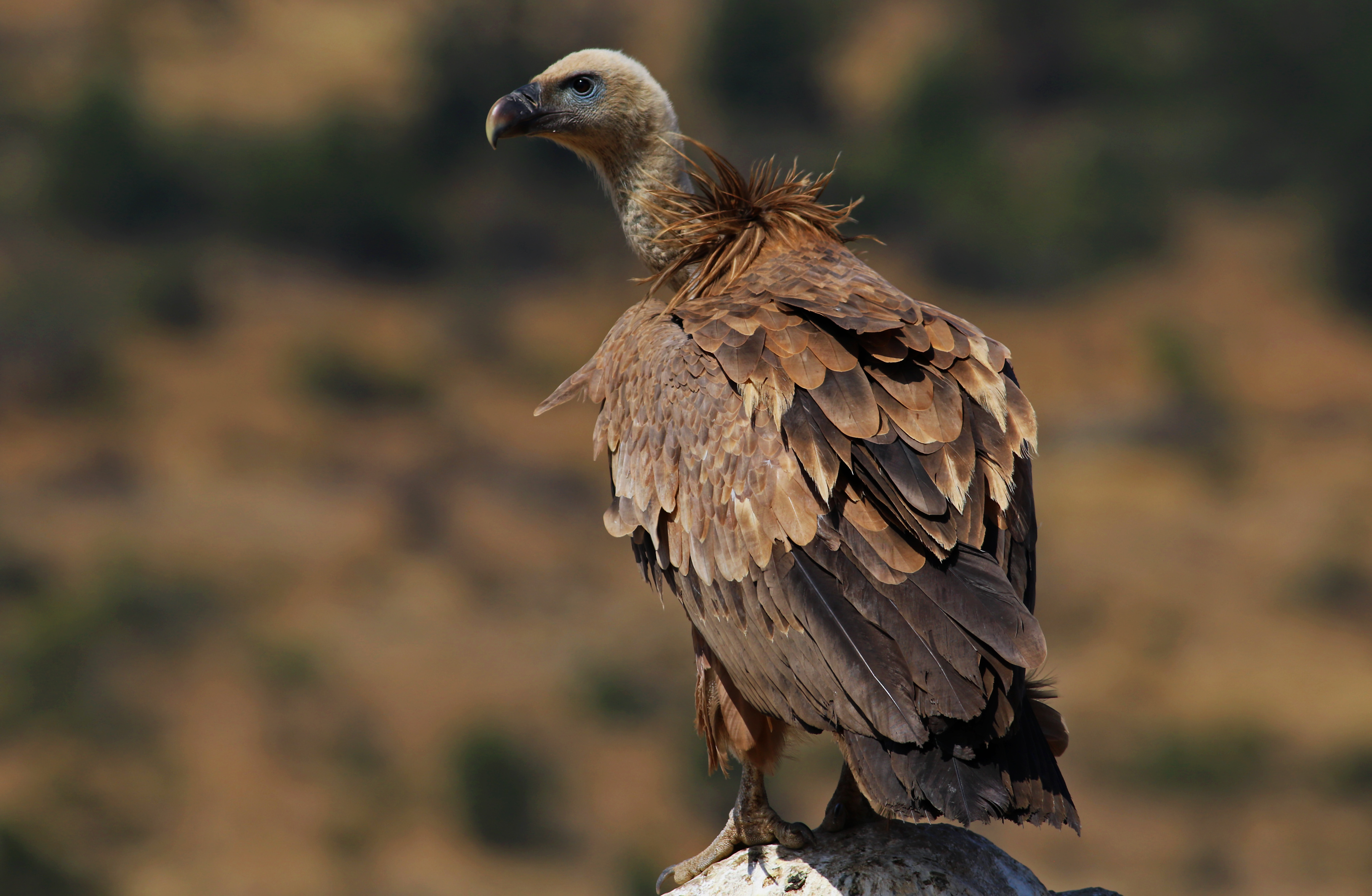 Eurasian Griffon